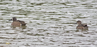 Blue winged Teals
